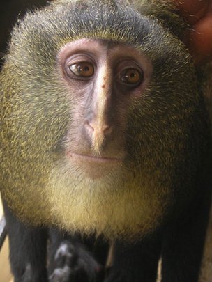 new monkey