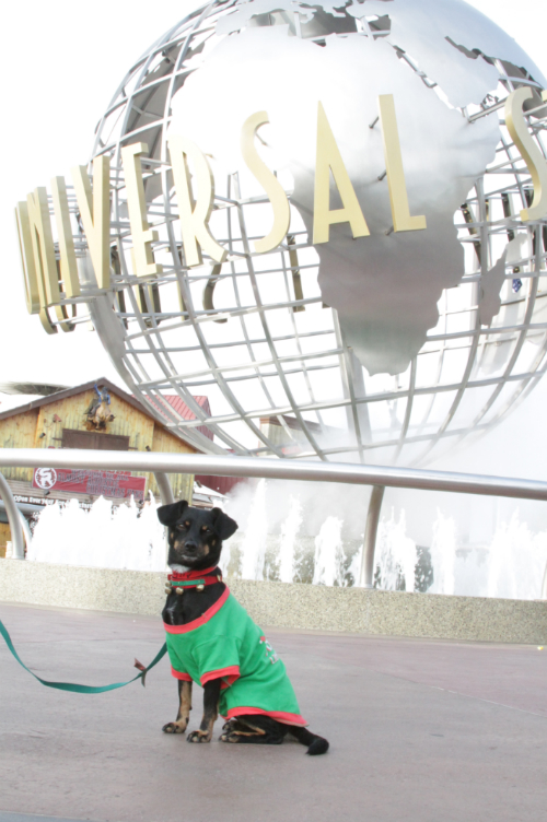 Have A Heart Dog Adoption Fair Returns To Universal Studios Hollywood LATF USA