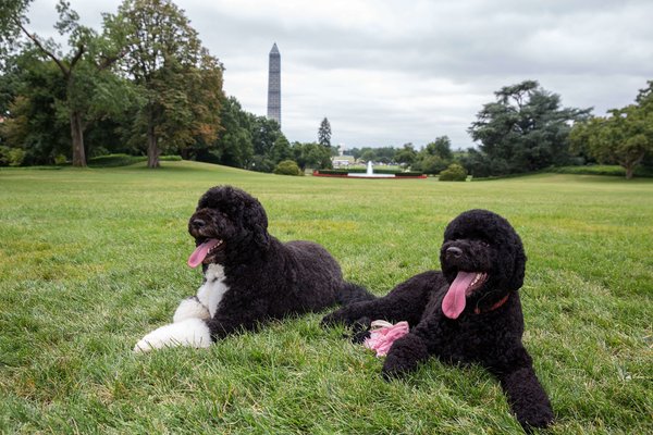 Sunny White House Dog