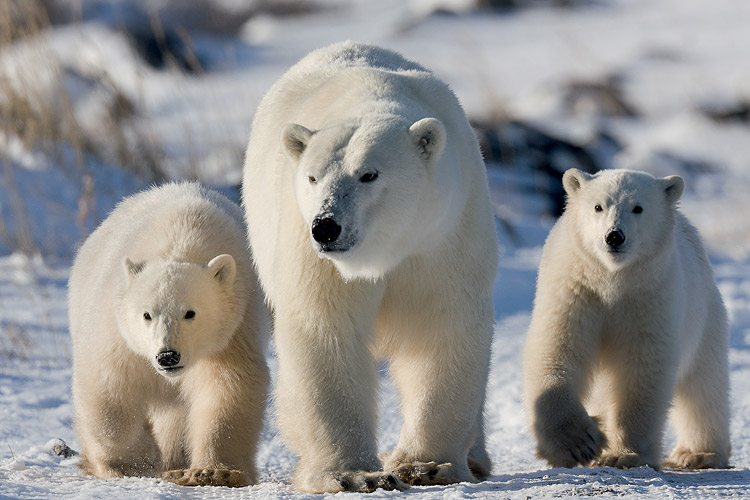 Coca-Cola polar bears