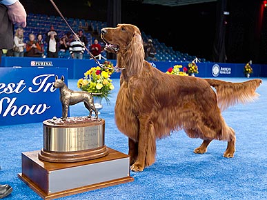 National Dog Show