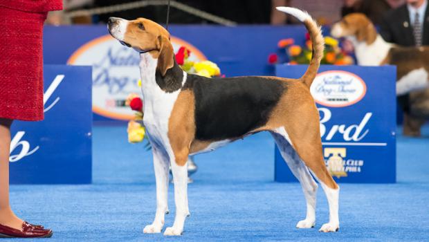 National Dog Show Winner 2013