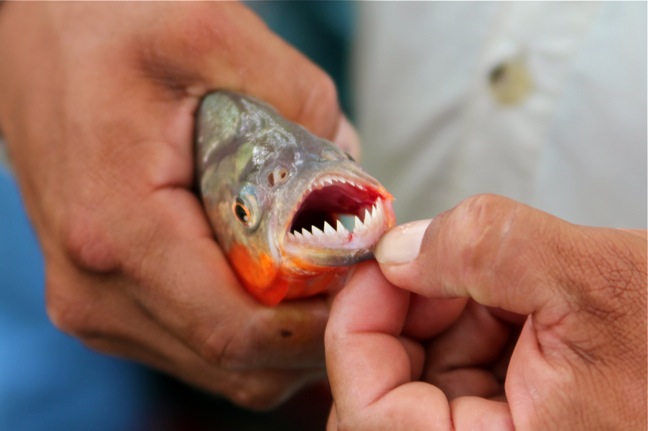 Piranha