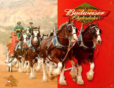 Budweiser Commercial