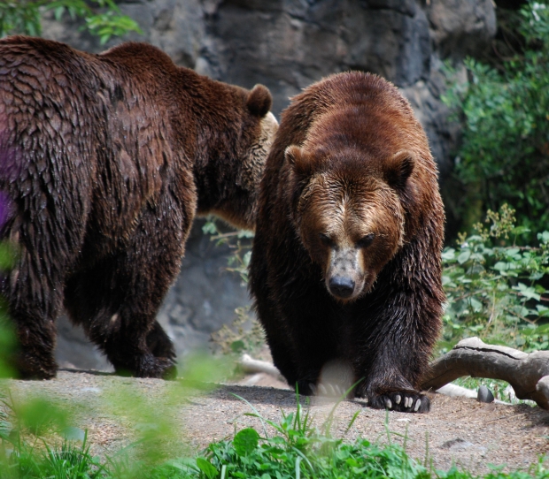 Bear In The Woods- Animal Asia