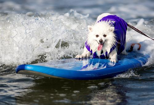 Helen Woodward Animal Center Dog Surf-a-thon