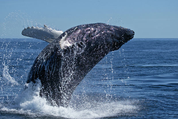 Bryde's Whale