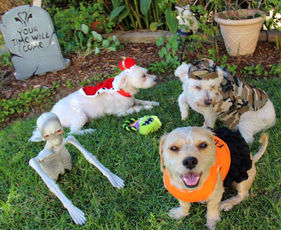 PETCO Halloween costumes - LATF USA