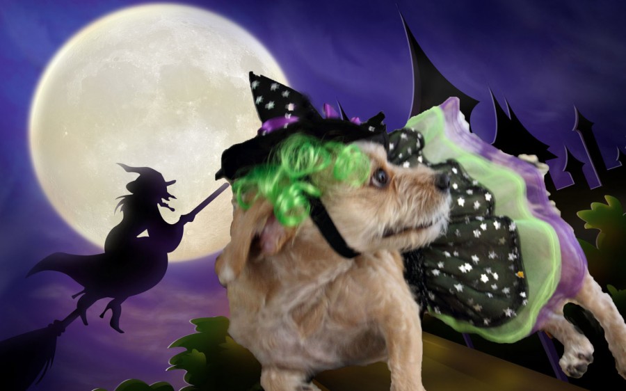 PETCO Halloween witch costumes - LATF USA