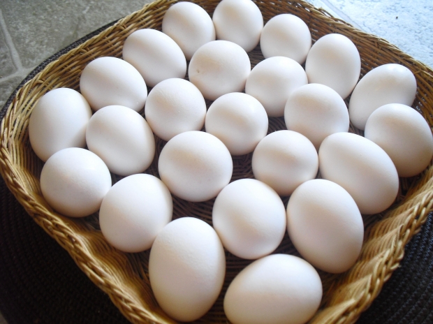 eggs