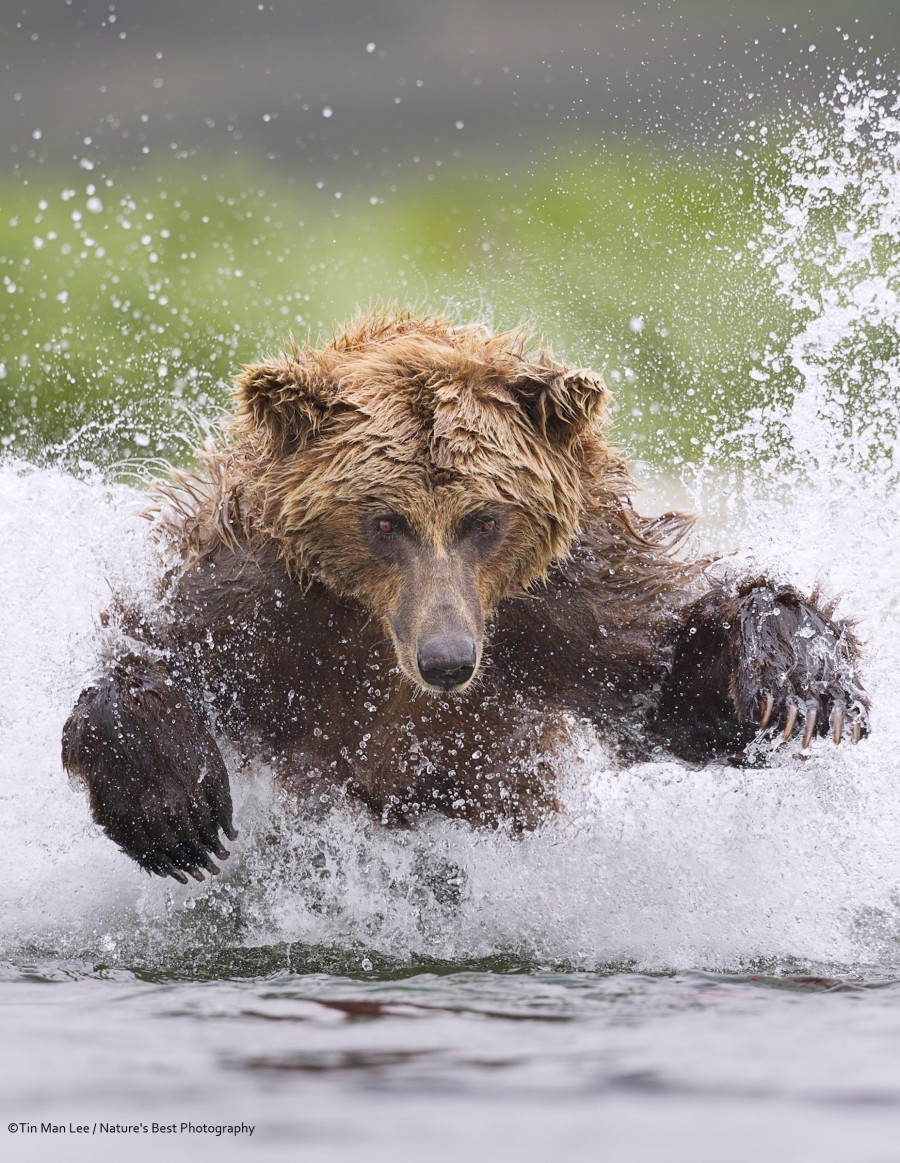 natures best photography awards