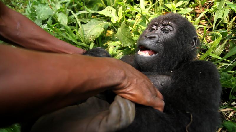 virunga