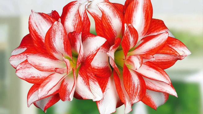 Amaryllis