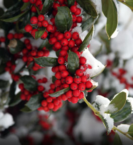 Winterberry holly
