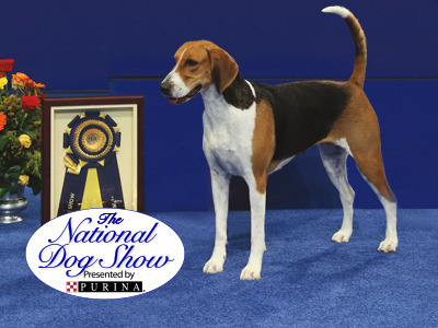 The National Dog Show