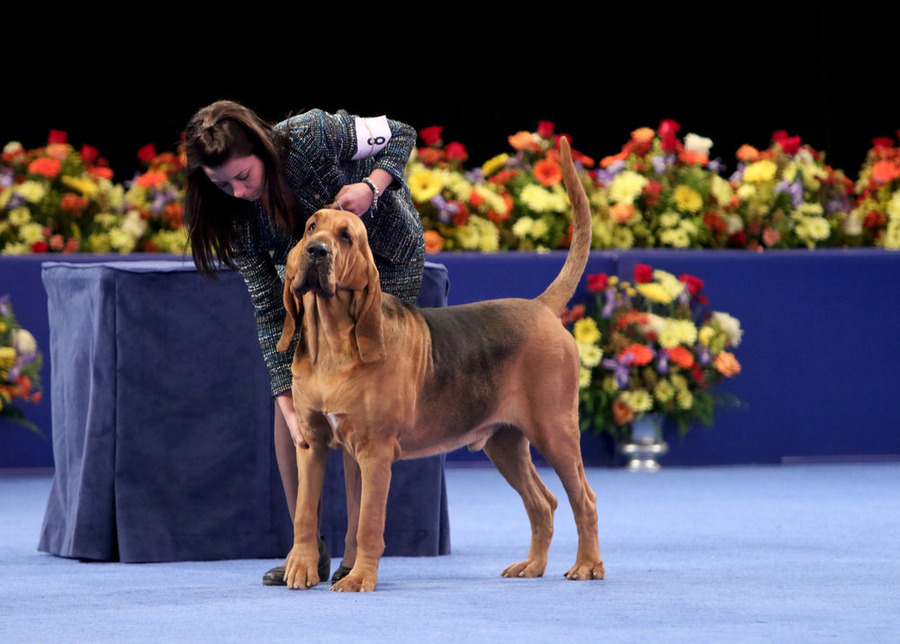 Nathan Dog Show