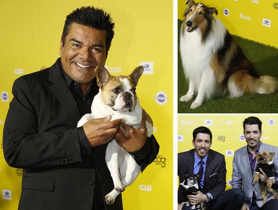 World Dog Awards