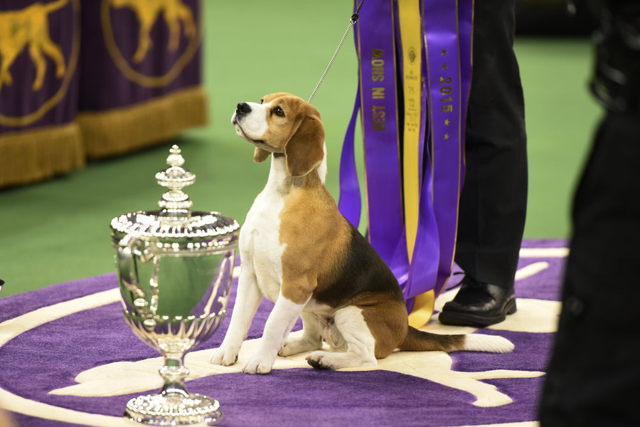 Westminster Spotlight Miss P The Beagle Wins "Best In Show" LATF USA