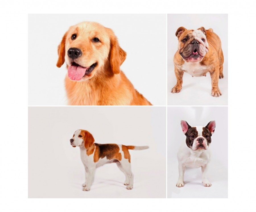 AKC Popular dog breeds
