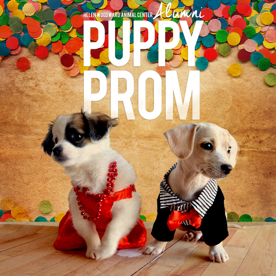 Puppy Prom