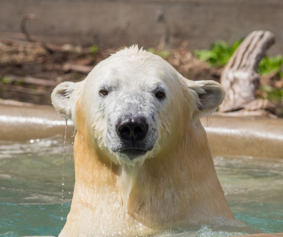 Polar Bear - Kali