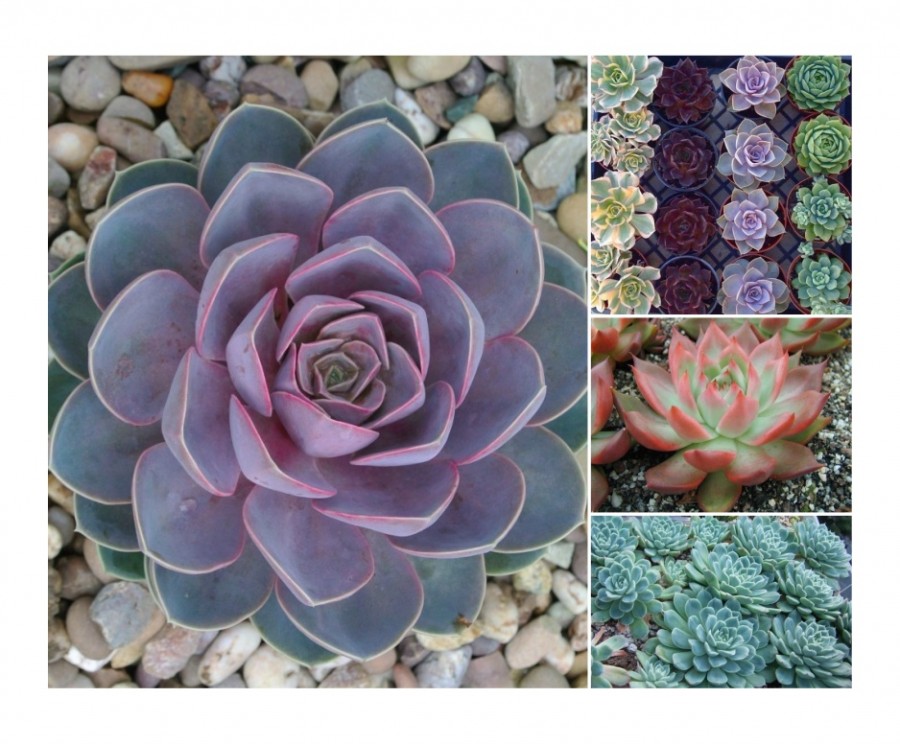 Gardening echeveria