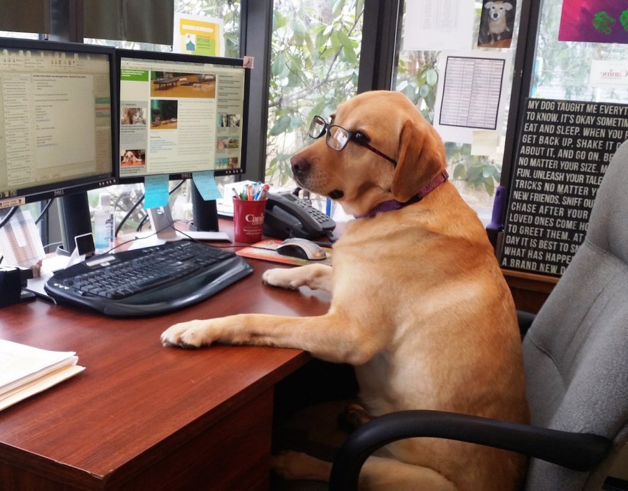 Take the dog to work