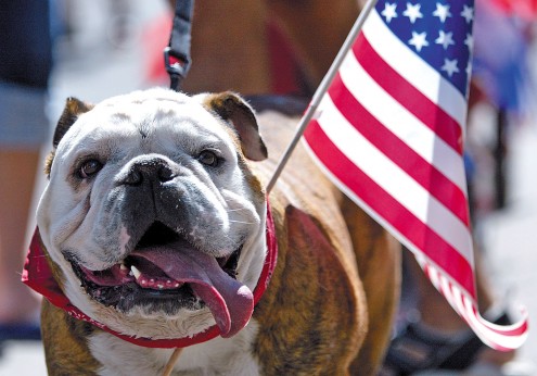 Fourth of July safety pet tips