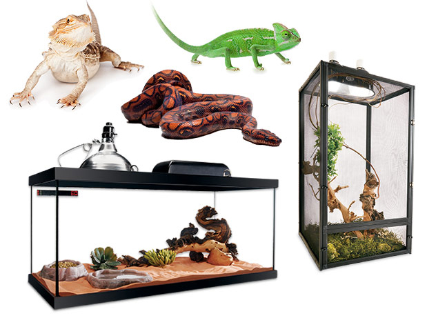 petco reptiles