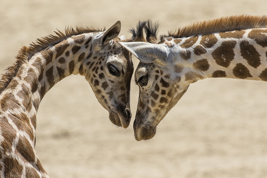 San Diego Zoo Cares For Baby Giraffe Latf Usa