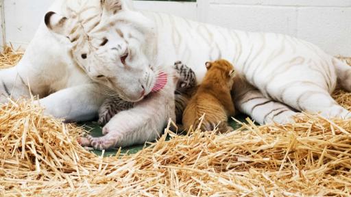 Siegried & Roy's baby tiger cubs