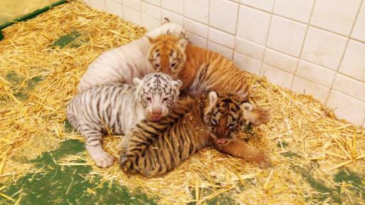 Siegried & Roy's baby tiger cubs 2
