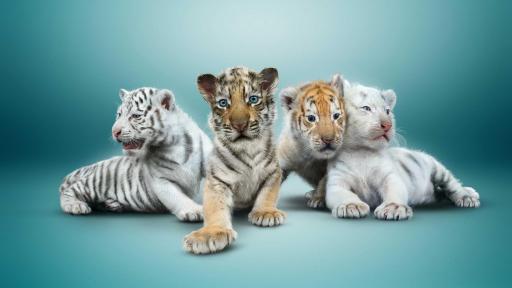 Siegfried and Roy baby tiger cubs