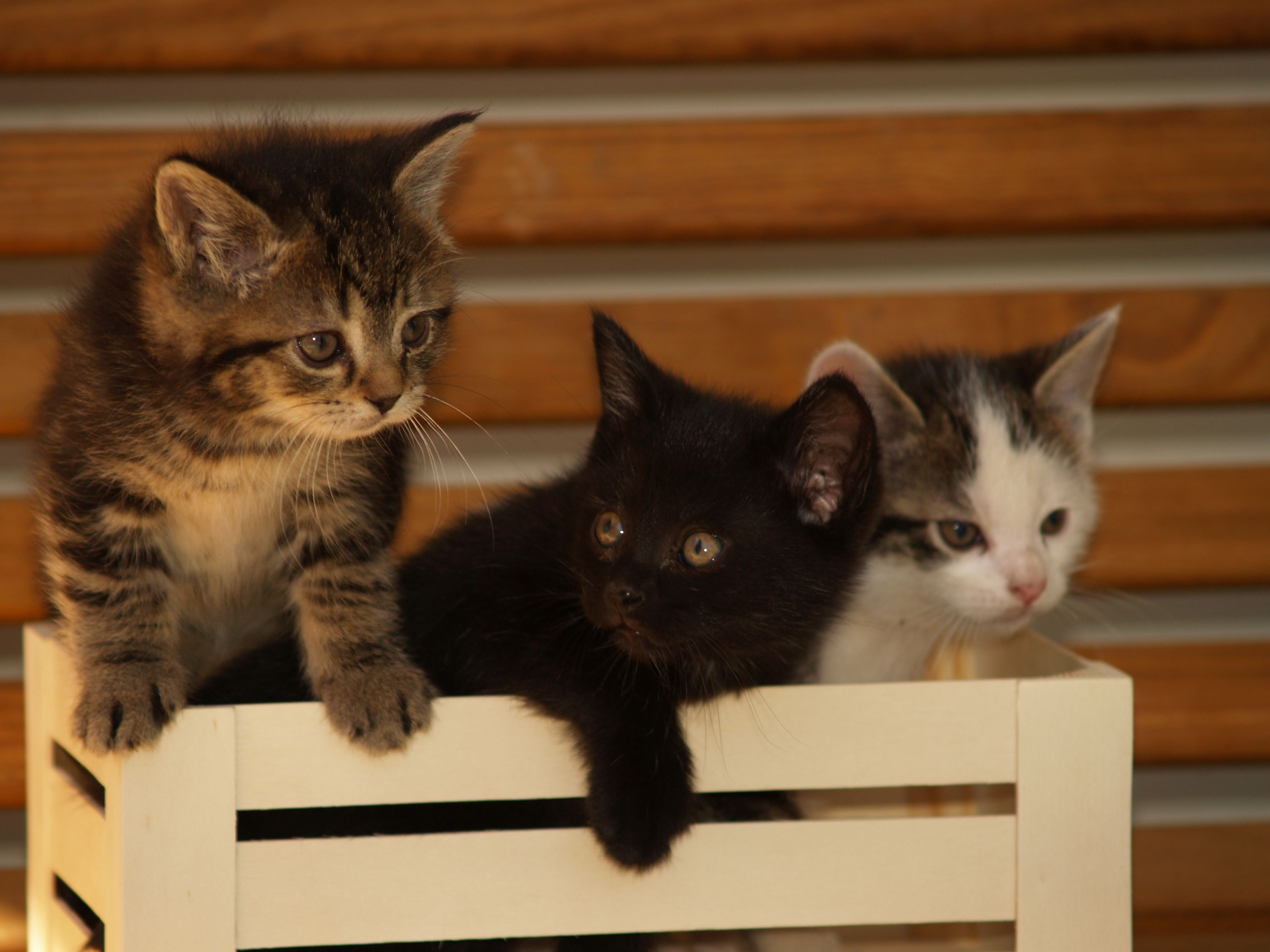 Kitty Bungalow faces of feral