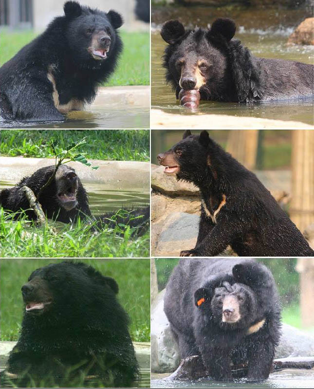 Animals Asia bear rescue