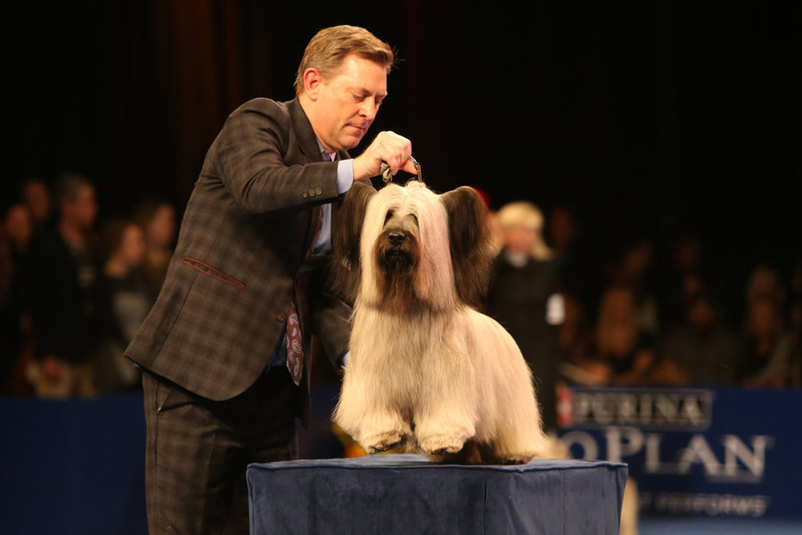 Charlie the Skye Terrier