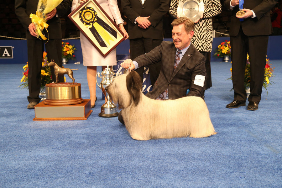 Charlie the Skye Terrier