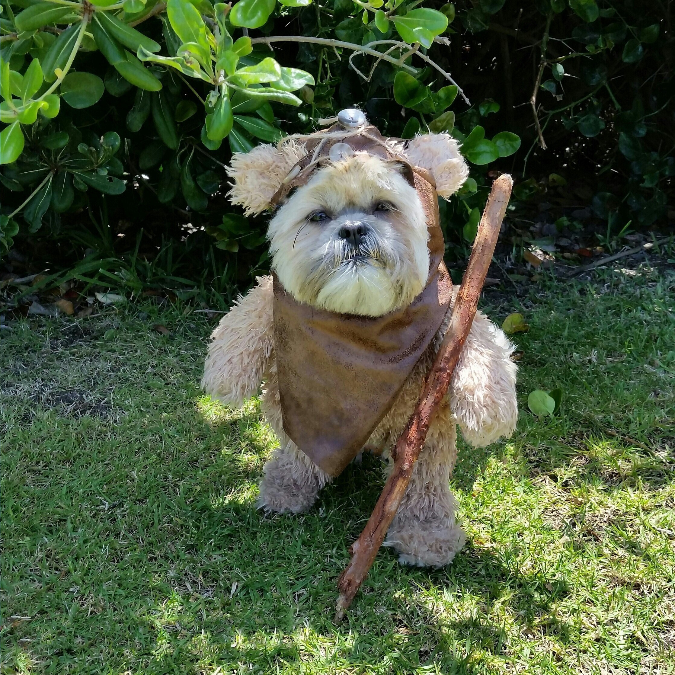 Nationwide Wacky Pet Names Star Wars