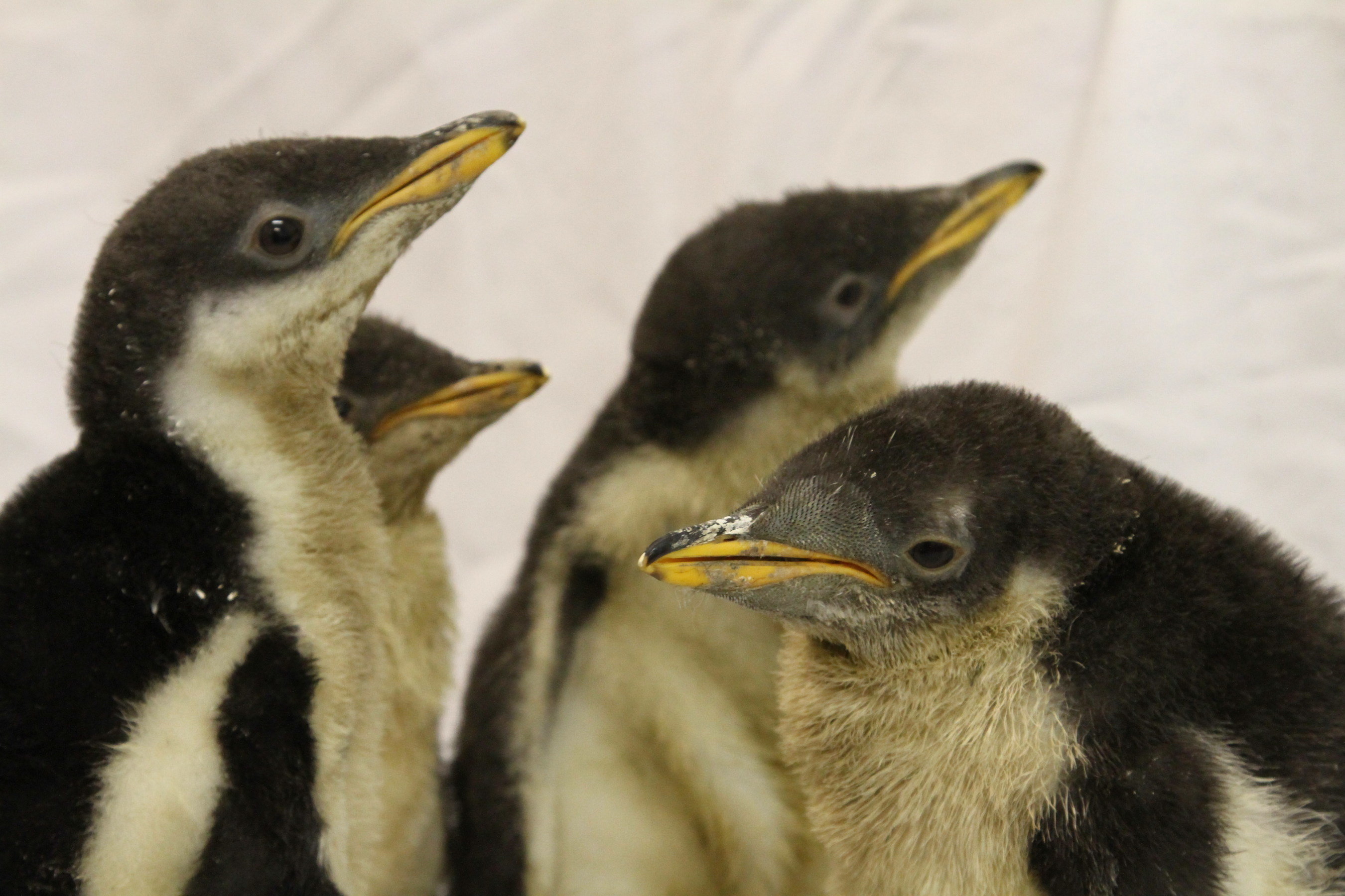 Moody Gardens penguin chicks