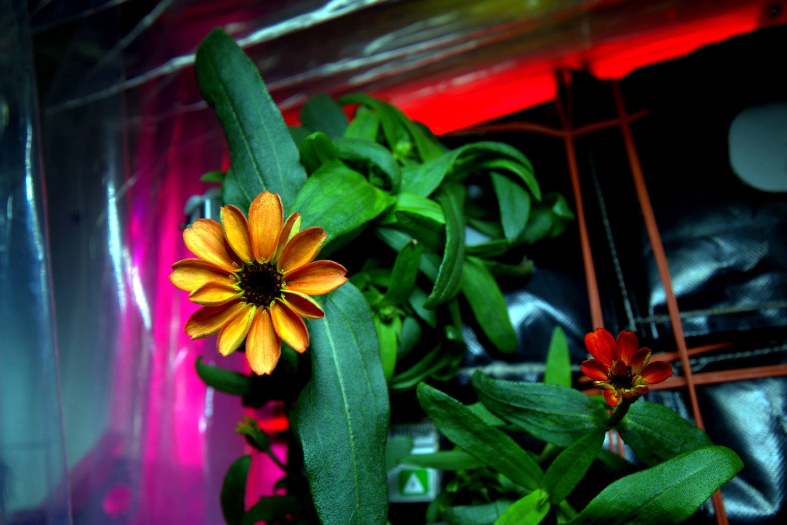FIRST FLOWER IN SPACE