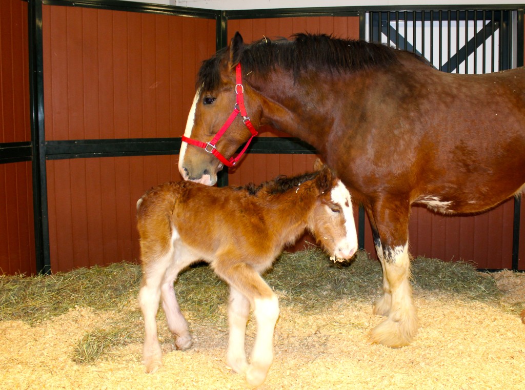 Budweiser Clydesdale