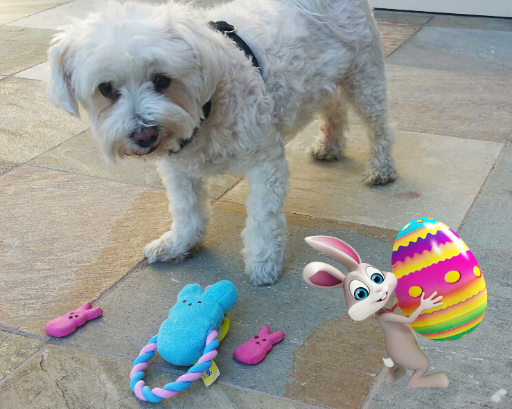 Peeps easter treats for dogs - LATF Pet Corner