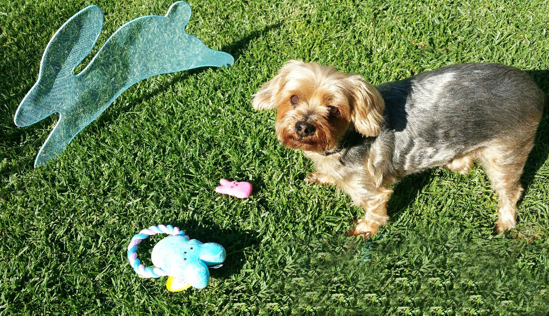 Peeps easter treats for dogs - LATF Pet Corner
