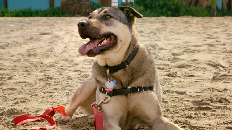 rescue dog movie review