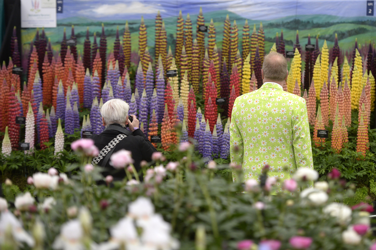 chelsea flower show