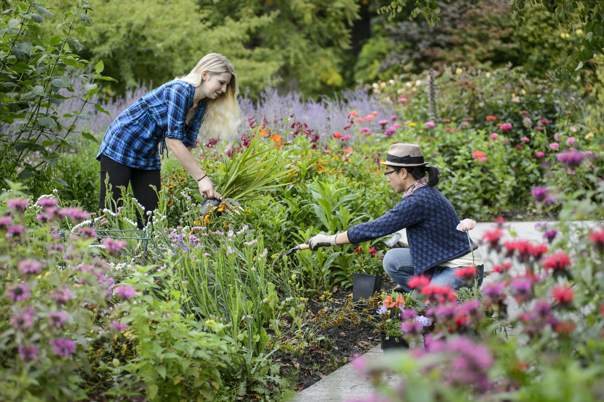 chelsea flower show