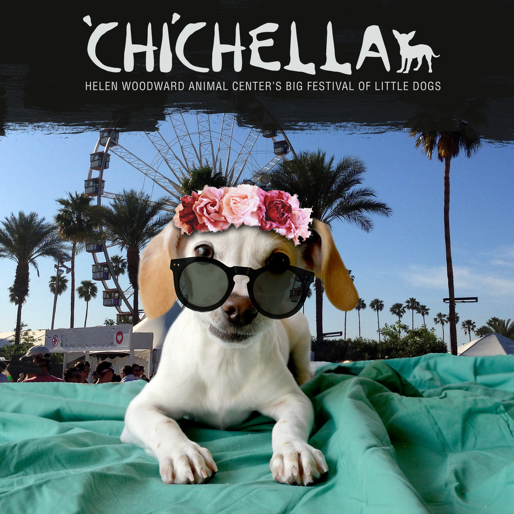 Chichella, Helen Woodward Animal Center, Coachella