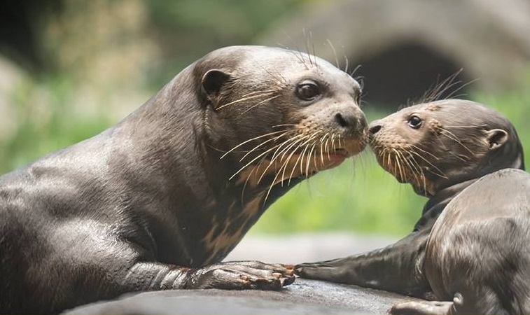 Los angeles zoo wild for the planet