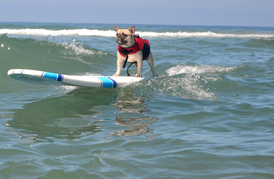 dog surfing