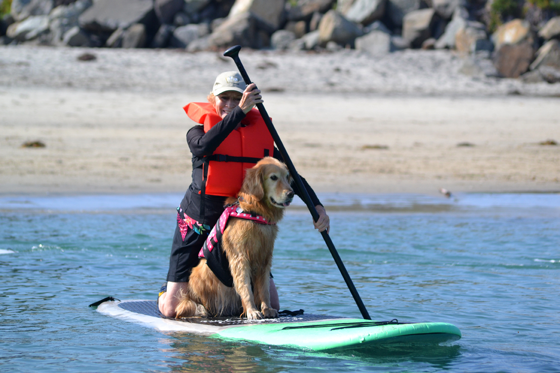 dog surf, helen woodward animal center